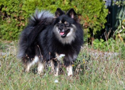 grau,black-tan,gescheckt von Ayers Rock