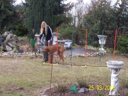 Hundeschule Gundermann "Vom Rheintal" Bellheim