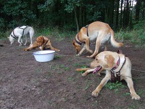 TALA - Projekt  - Tiere und Menschen