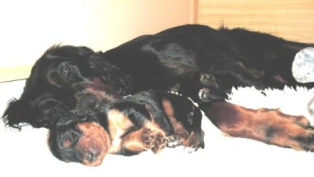 Elysa`s ... of Wickenberry