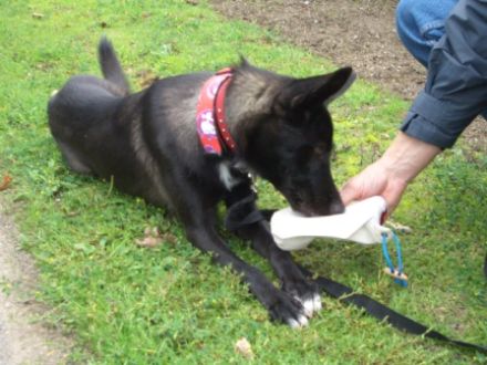 HundTotal HundeErziehungsBeratung-Hundeschule