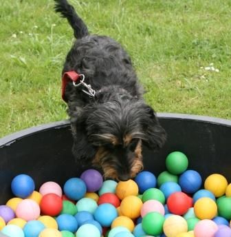 HundTotal HundeErziehungsBeratung-Hundeschule