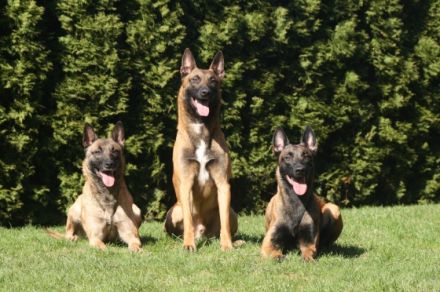 von den brennenden Herzen