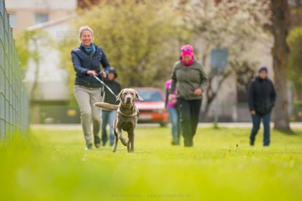 Dog´n´Walk -- Gassi-Service und Mantrailing