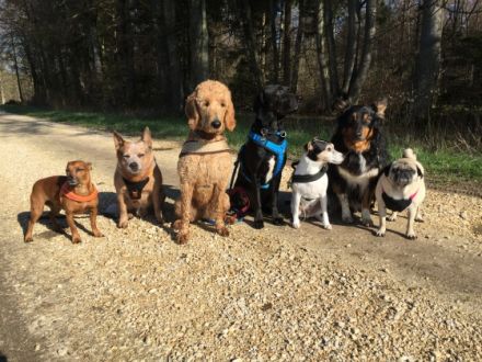 Dog´n´Walk -- Gassi-Service und Mantrailing