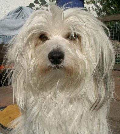 of Bavarian Moonlight