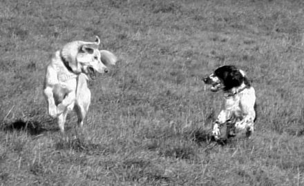 Hundeschule Hagen -- Anja Schulze Wischeler
