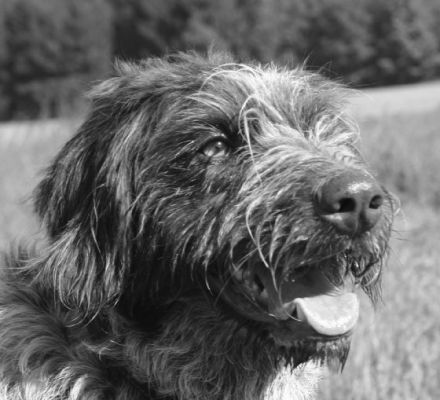 Hundeschule Hagen -- Anja Schulze Wischeler