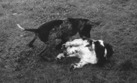 Hundeschule Hagen -- Anja Schulze Wischeler