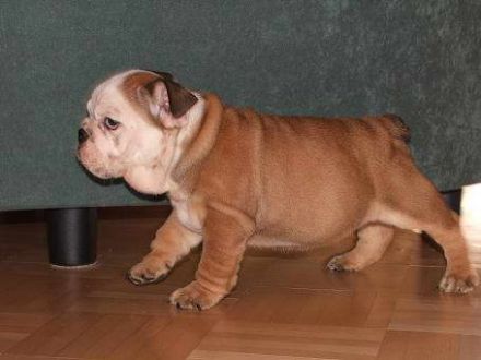 z Podharajchu Zvolen