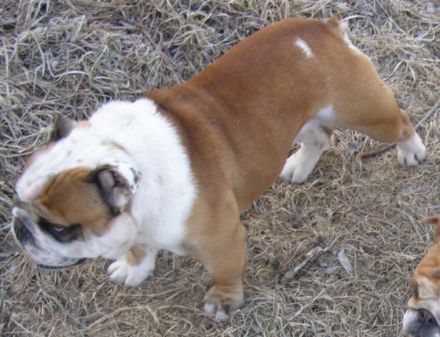 z Podharajchu Zvolen