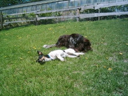 Hundehotel Arnsberg Dog Dream