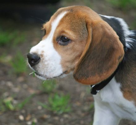 *Freude am Hund* in München Olympiapark und Pasing