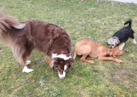 Gebrauchshundeverein Cadolzburg 2000 e. V.