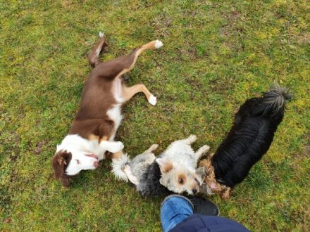 Gebrauchshundeverein Cadolzburg 2000 e. V.