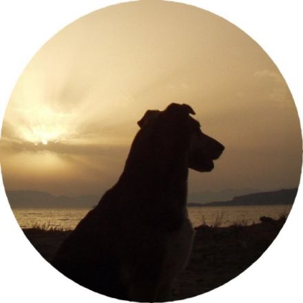 Assistenzhundeschule Solveig Burauen