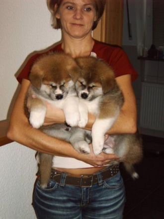 of RamsRaspel Kensha