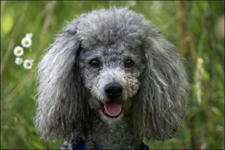 Sanny's Hundeservice