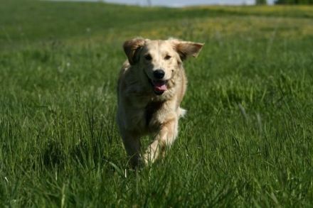 Sanny's Hundeservice