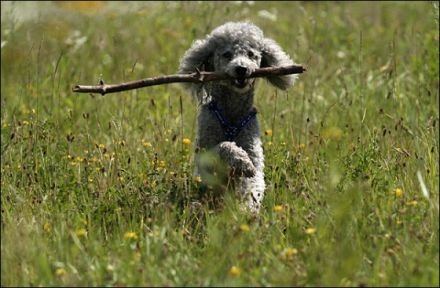 Sanny's Hundeservice