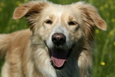 Sanny's Hundeservice