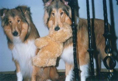 Hundepension Theresia Lemke-Bickel