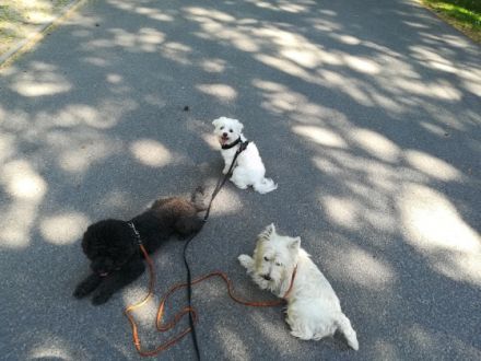 Hundesitter  vor den Toren Lutherstadt Wittenberg