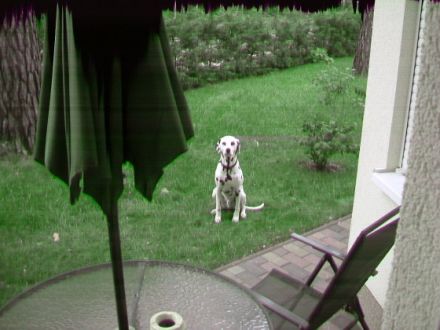 Hundesitter  vor den Toren Lutherstadt Wittenberg