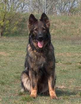 von den Pankower Wiesen