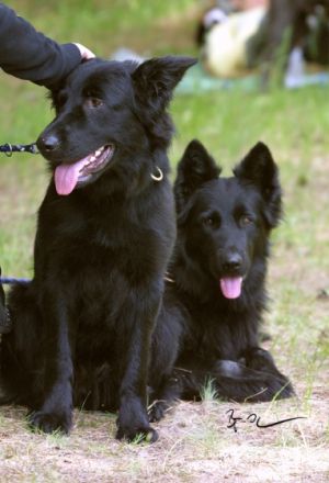 von den Pankower Wiesen