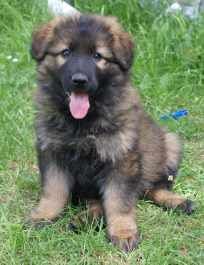 von den Pankower Wiesen