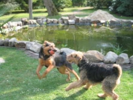 artgerecht die mobile Hundeschule