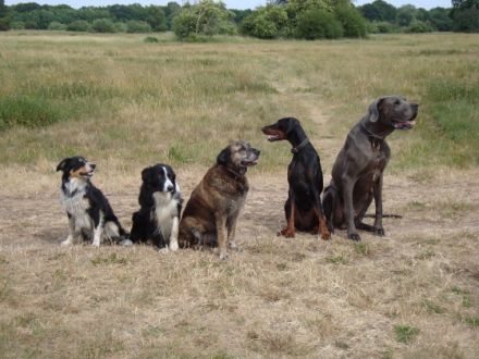 Hundeschule Fell & Pfote