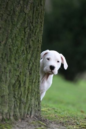 Hundeschule Fell & Pfote