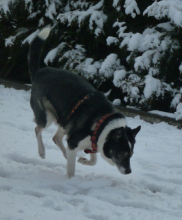 Tierpension Helmut Maier