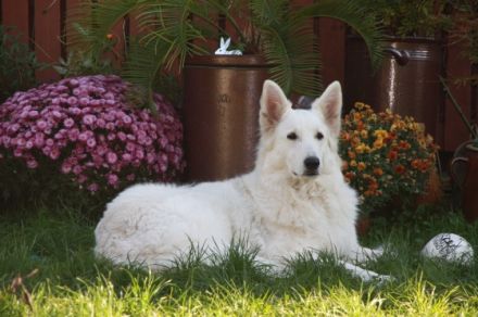 of the white Dreamdogs