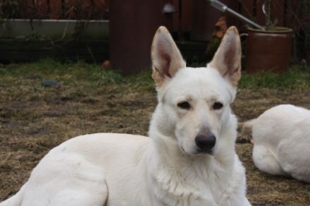 of the white Dreamdogs