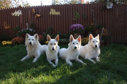 of the white Dreamdogs