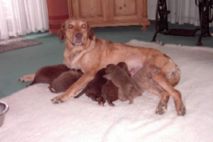 von den Steinernen Jungfrauen
