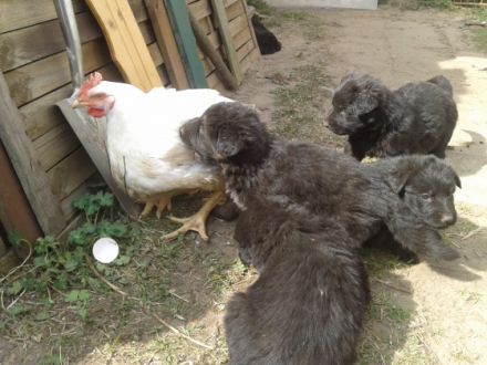 vom Petershagener Wald