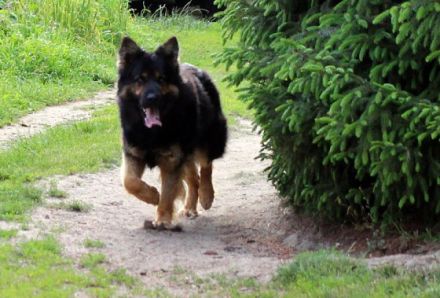 vom Petershagener Wald