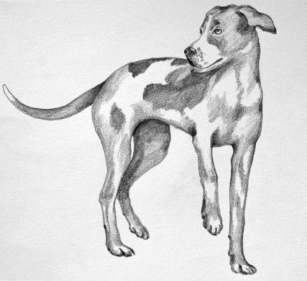 Mobile Tierheilpraxis