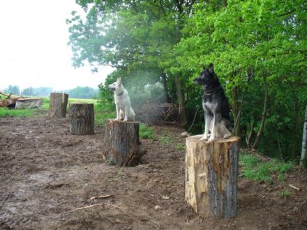 Hundeschule "Wild Bandits"