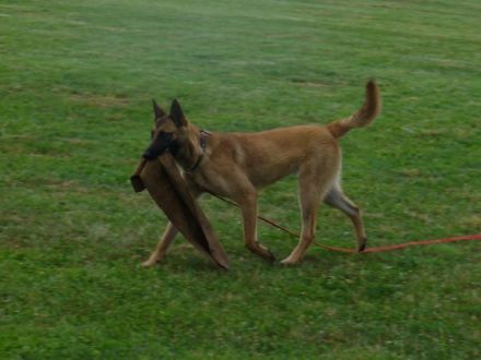 Hundeschule "Wild Bandits"