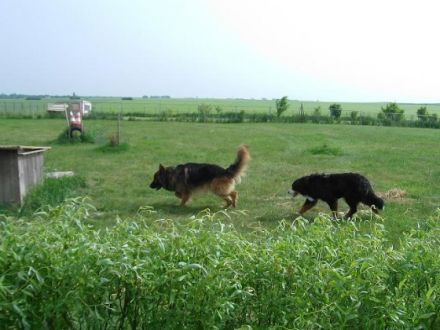 Tinas-Hundetagesstaette