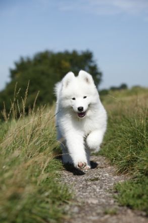 Samojeden - Welpen von Edeyomas FCI