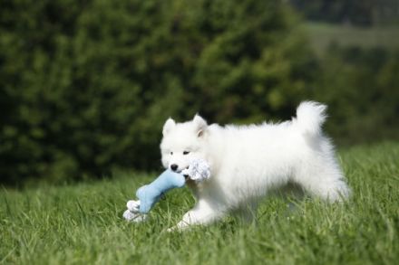 Samojeden - Welpen von Edeyomas FCI