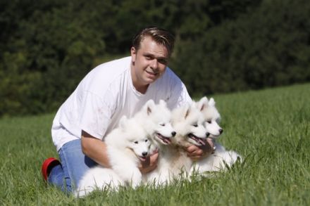 Samojeden - Welpen von Edeyomas FCI