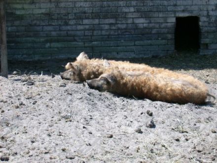 Familien-und hundefreundlicher Ferienhof