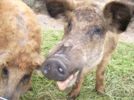 Familien-und hundefreundlicher Ferienhof